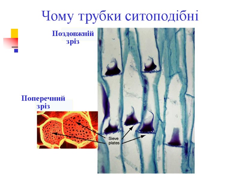 Чому трубки ситоподібні Поздовжній зріз Поперечний зріз